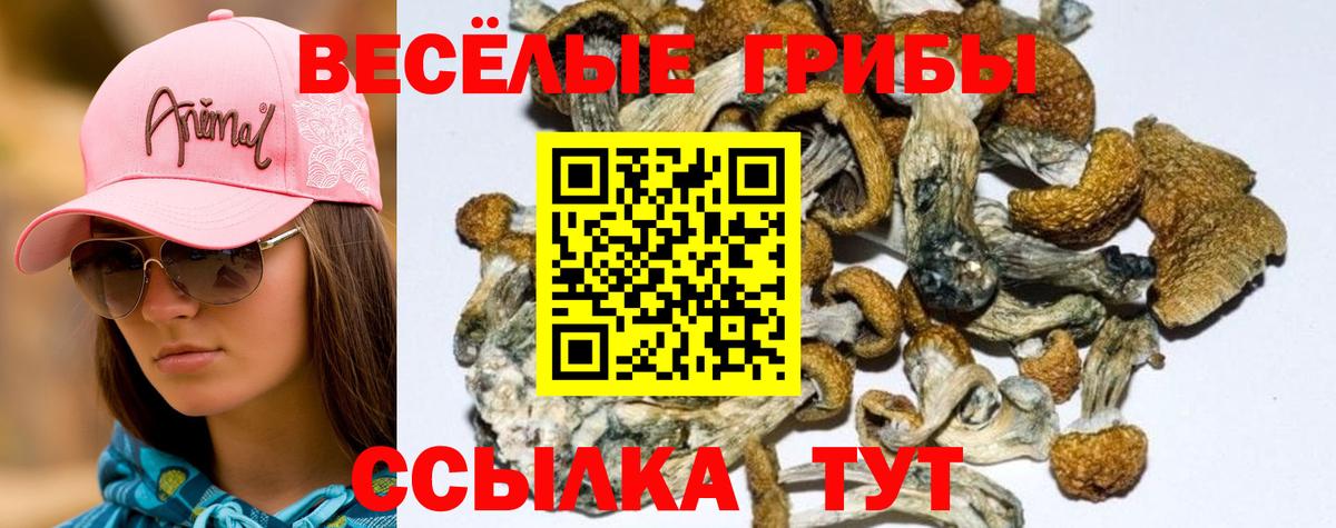 Псилоцибиновые грибы Psilocybine cubensis Славянск-на-Кубани